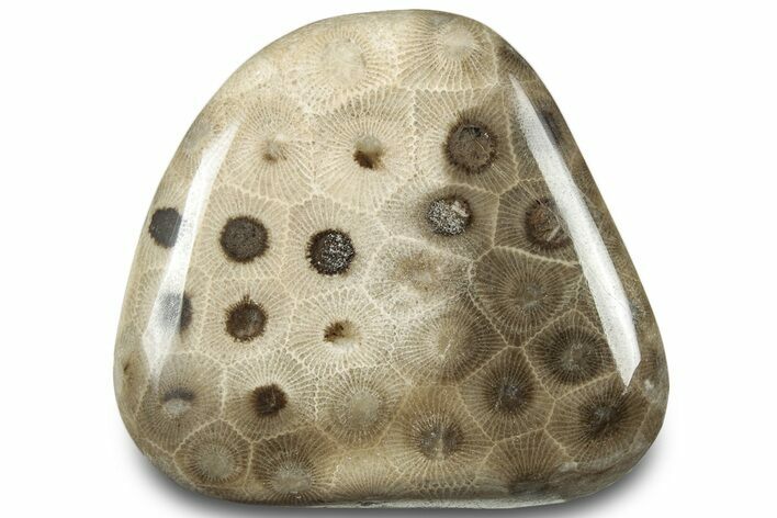 Polished Petoskey Stone (Fossil Coral) - Michigan #322981